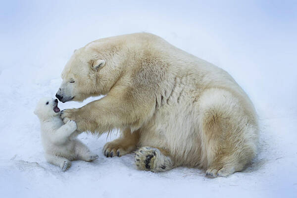 Playful Poster featuring the photograph Polar Bear With Mom by Anton Belovodchenko