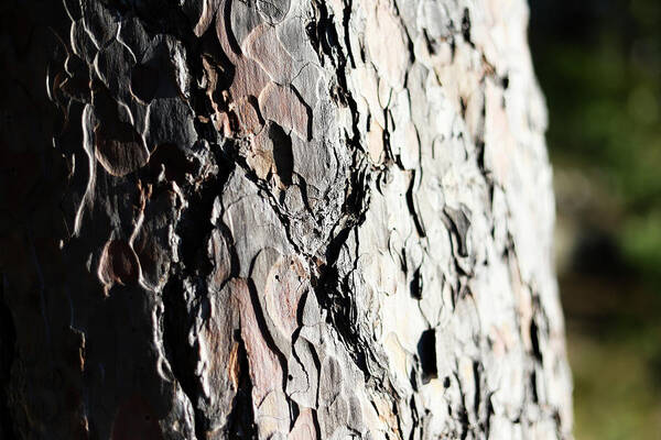 Pine Poster featuring the photograph Ponderosa Pine Bark, Close Up Texture With Sunlight by Cavan Images
