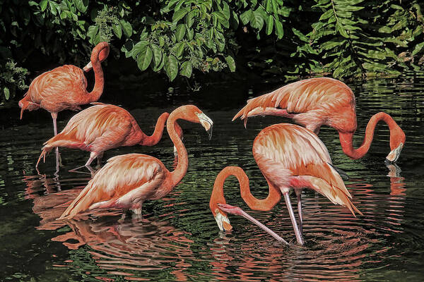 American Flamingo Poster featuring the photograph Pool Party by HH Photography of Florida