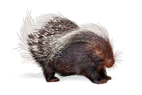 Porcupine Poster featuring the photograph Porcupine Named Porter by Good Focused