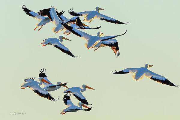 White Poster featuring the photograph Port Bay Pelicans by Christopher Rice