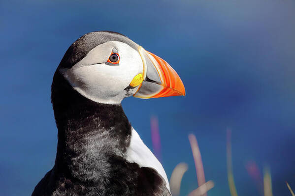 Puffin Poster featuring the photograph Portrait of a Puffin - Staffa - Scotland by Jason Politte