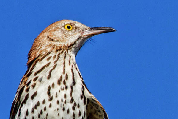 Brown Thrasher Poster featuring the photograph Portrait of a Thrasher by Bob Decker