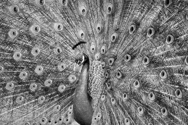Blackandwhite Poster featuring the photograph Portrait Of Beautiful Peacock by Pter Mocsonoky