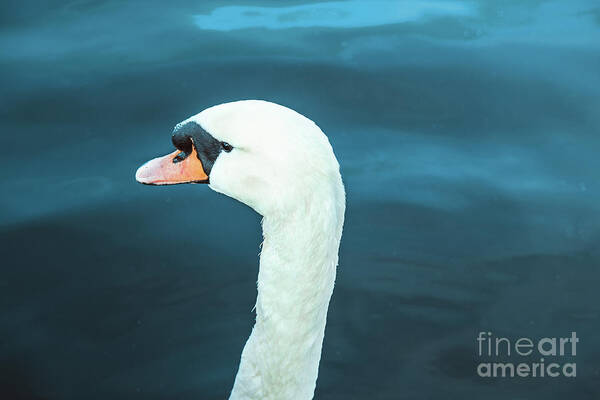 Alster Poster featuring the photograph Portrait of majestic swan by Marina Usmanskaya