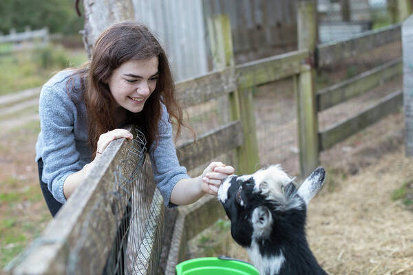 Girl Poster featuring the photograph Pretty Teenage Girl Smiling And Petting Goat In Farm Setting by Cavan Images