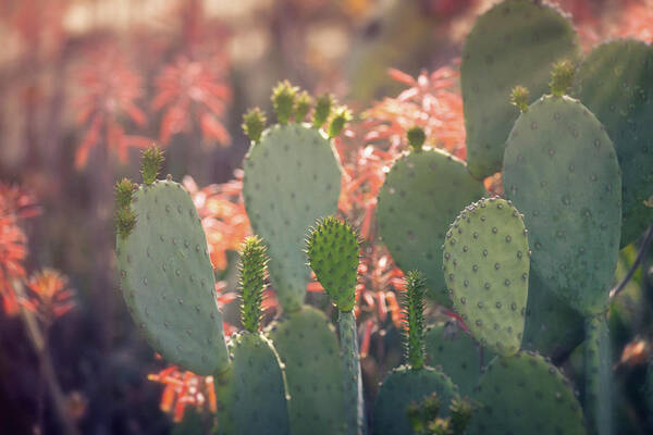 Prickly Pear Cactus Poster featuring the photograph Prickly Pear And Aloe Flowers by Saija Lehtonen
