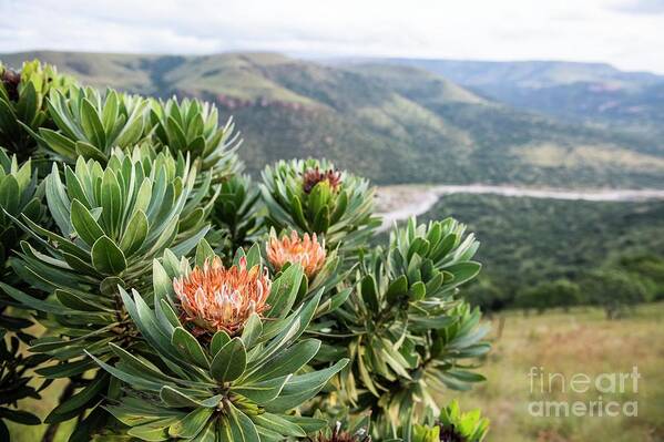 Africa Poster featuring the photograph Protea Caffra Plant Growing On A Mountainside by Peter Chadwick/science Photo Library