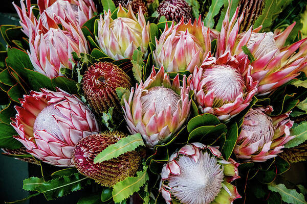 Floral Poster featuring the photograph Protea, Exotic Beauty of South Africa by Marcy Wielfaert
