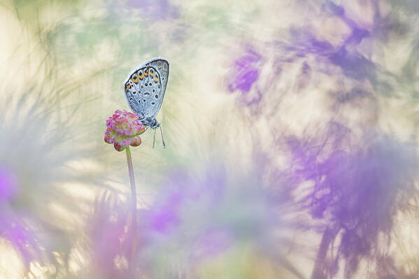 Butterfly Poster featuring the photograph Pulsatilla Meadow by Henrik Spranz