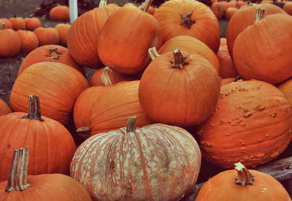 All Poster featuring the photograph Pumpkin Pile by JAMART Photography