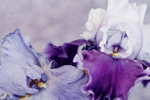 Flowers Poster featuring the digital art Purple Pleasures 0024 by Sherry Hallemeier