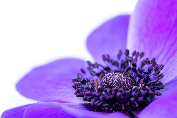 Anemone Coronaria Poster featuring the photograph Purple Anemone by Tanya C Smith