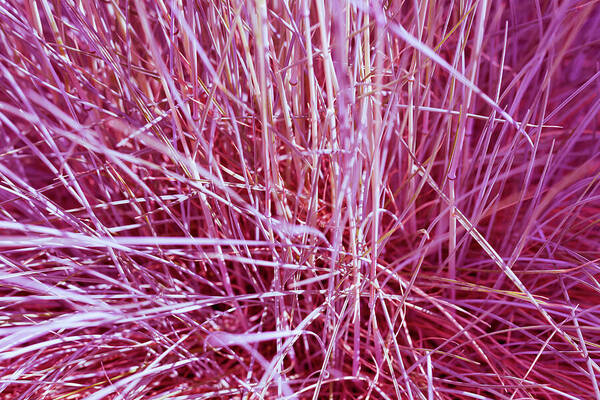 Abstract Poster featuring the photograph Purple Grass by Tanya C Smith