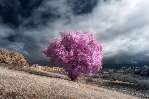 Tree Poster featuring the photograph Purple Oak by Filippo Manini