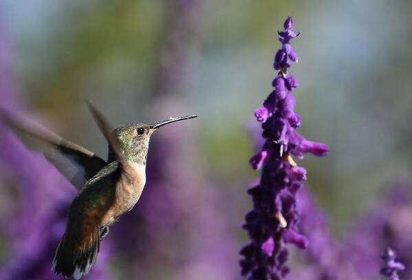 Allens Hummingbird Poster featuring the photograph Purple Persuasion by Fraida Gutovich