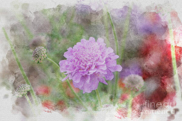 Watercolor Poster featuring the photograph Purple Pincushion Flower in Digital Watercolor by Colleen Cornelius