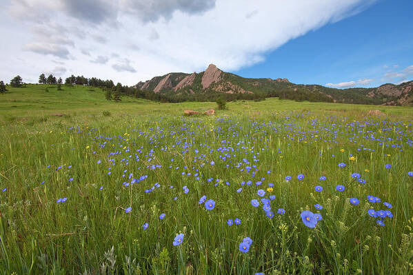 Purple Poster featuring the photograph Purple Wildflowers In Boulder, Colorado by Lightvision, Llc