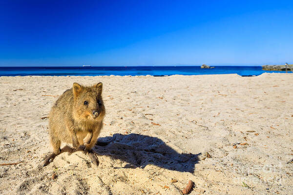 Quokka Poster featuring the photograph Quokka on the beach by Benny Marty