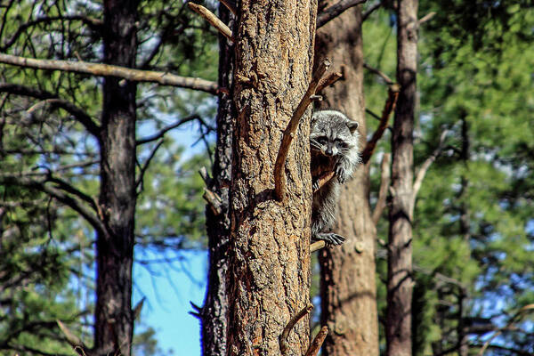 Arizona Poster featuring the photograph Raccoon in Tree, Arizona by Dawn Richards