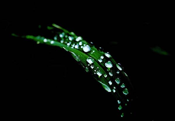 Leaf Poster featuring the photograph Rain On A Green Leaf In Black by Alida M Haslett