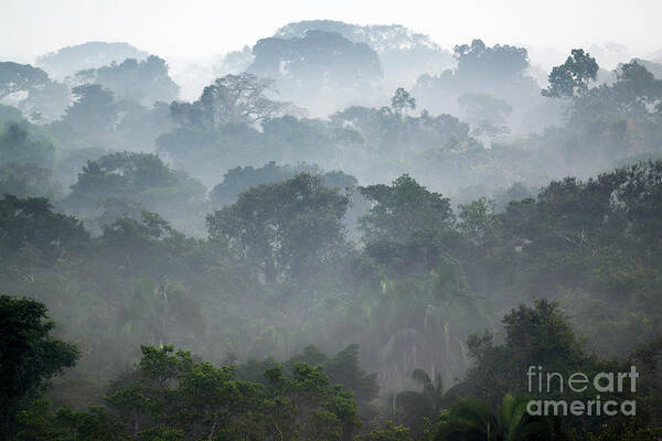 Rainforest Canopy Poster featuring the photograph Rainforest Canopy by Dr P. Marazzi/science Photo Library