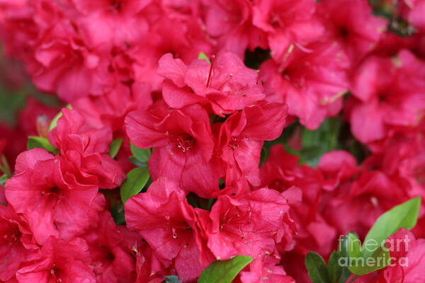 Ravishing Red Floral Buds Poster featuring the photograph Ravishing Red Floral Buds by Barbra Telfer