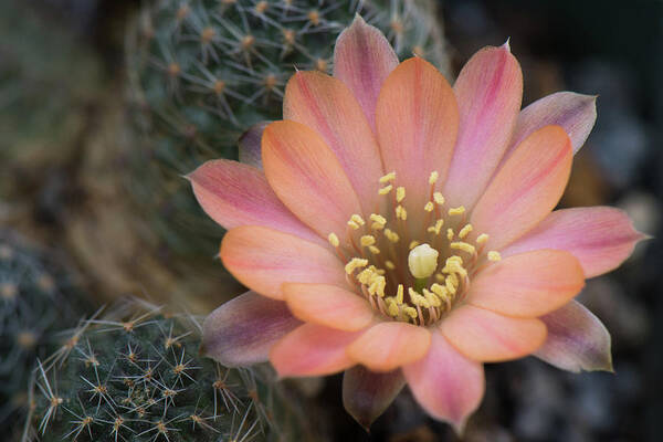 Rebutia Poster featuring the photograph Rebutia Bloom by Shelby Erickson