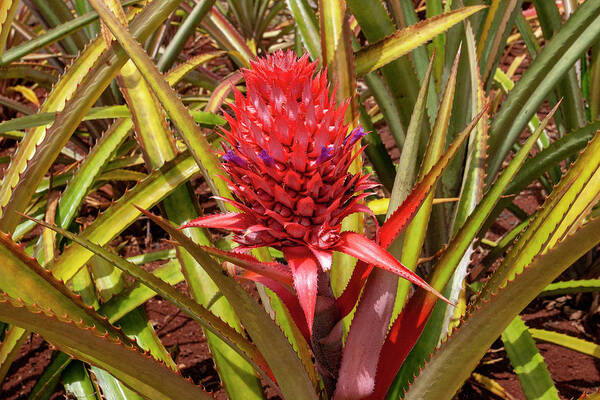 Oahu Poster featuring the photograph Red and Purple Pineapple by Anthony Jones