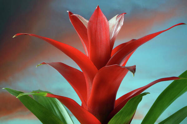 Bromeliad Poster featuring the photograph Red Bromeliad by Terence Davis