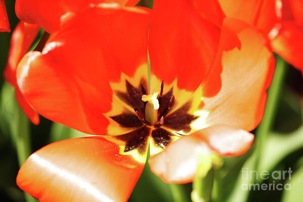 Red Poster featuring the photograph Red Emporer Tulip by Rich Collins