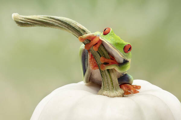 Rog Poster featuring the photograph Red Eyed Tree Frog On A White Pumpkin by Linda D Lester