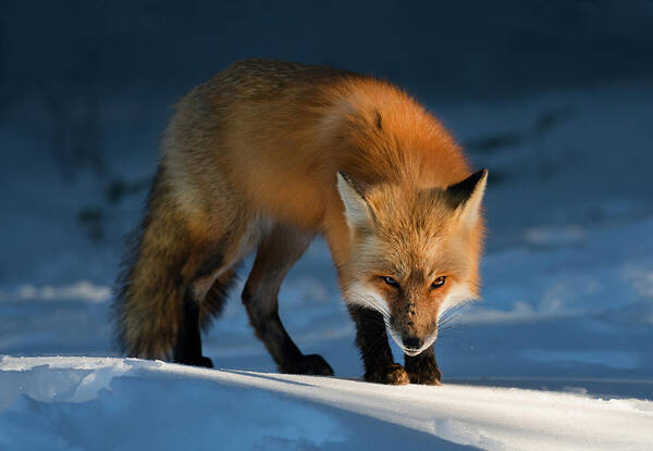 Wildlife Poster featuring the photograph Red Fox by Susan Breau