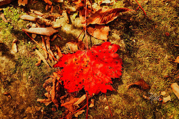 Fall Poster featuring the photograph Red Leaf on mossy rock by Meta Gatschenberger