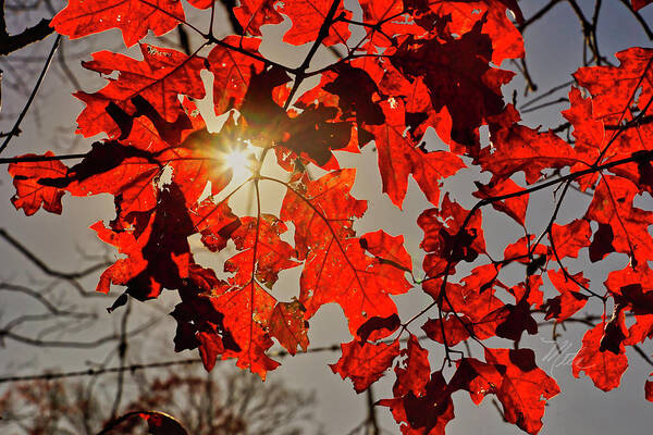 Fall Poster featuring the photograph Red Leaves by Meta Gatschenberger