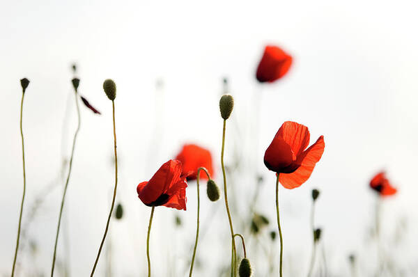 Scenics Poster featuring the photograph Red Poppies by Ozgurdonmaz