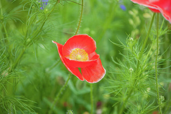 Flowers Poster featuring the photograph Red Poppy by Mark Duehmig