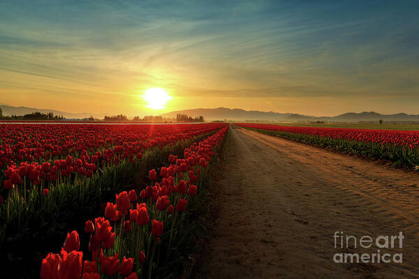 Skagit Poster featuring the photograph Red Red Rows by Beve Brown-Clark Photography