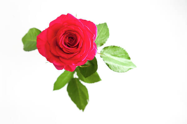 Red Rose Poster featuring the photograph Red Rose White Background by Helen Jackson