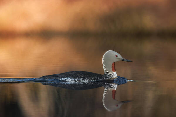 Gavia Stellata Poster featuring the photograph Red-throated Diver On A Mirror Like Pond by Magnus Renmyr