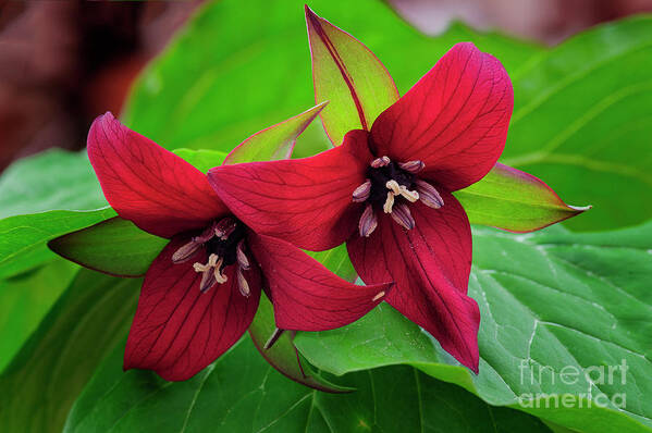 Leaves Poster featuring the photograph Red Trillium Michigan native woodland wildflowers by Mark Graf