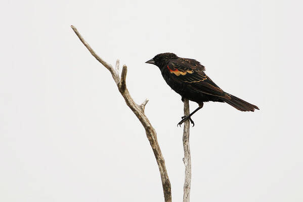 Red Winged Blackbird Poster featuring the photograph Red Winged Blackbird by Ryan Crouse