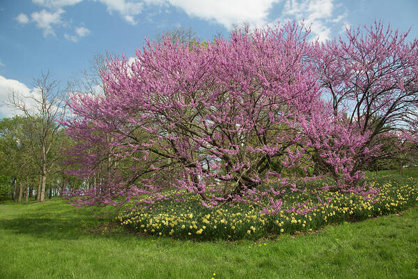 Colour Poster featuring the photograph Redbud Tree With Daffodils, Mid-may, Morton Arboretum by Lynn M Stone / Naturepl.com