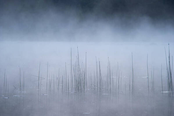 Fog Poster featuring the photograph Reed And Fog by Benny Pettersson