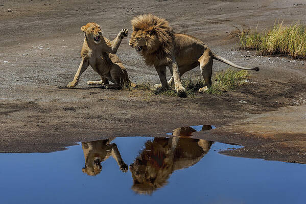 Serengeti Poster featuring the photograph Reflections Of Love by Giuseppe Damico
