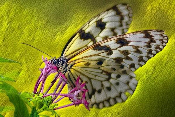 Digital Art Poster featuring the digital art Reptile Butterfly by Teresa Trotter