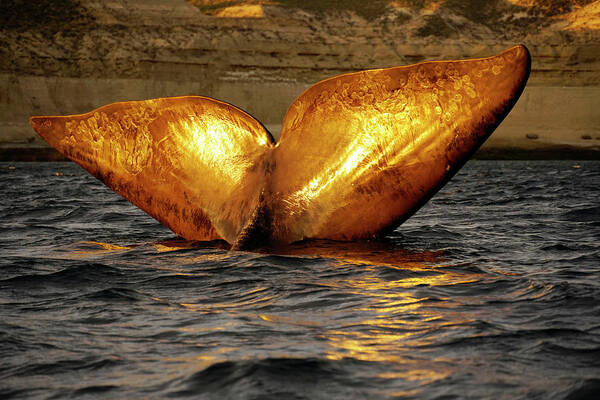 00587010 Poster featuring the photograph Right Whale Sailing At Sunset by Hiroya Minakuchi