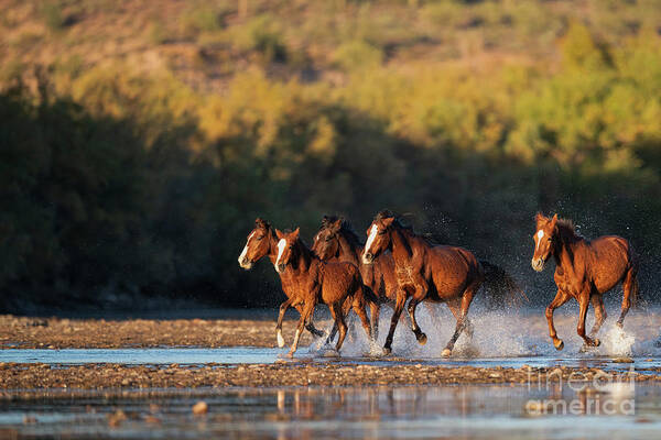Salt River Wild Horses Poster featuring the photograph River Run 3 by Shannon Hastings