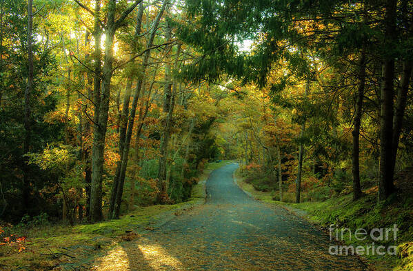 Photography Poster featuring the photograph Road Through The Woods by Sharon Mayhak