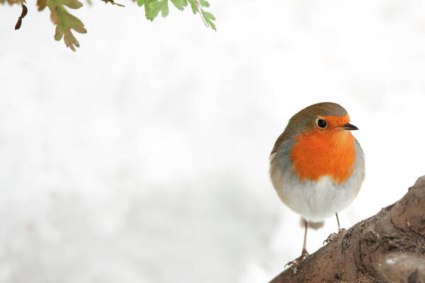 Scenics Poster featuring the photograph Robin by Andrew howe